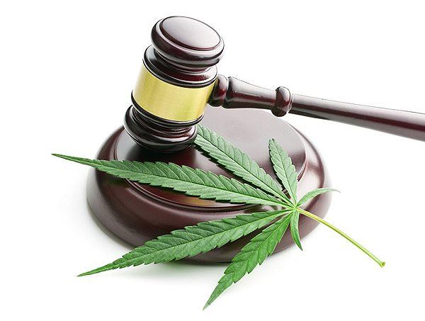 Cannabis news Cannabis news