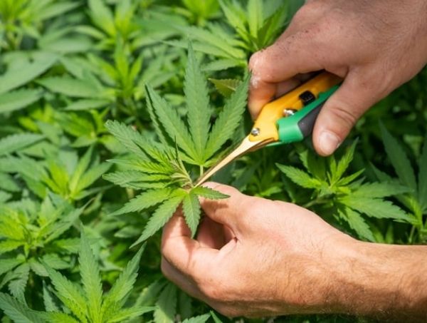 Fimming in Marijuana Cultivation Fimming in Marijuana Cultivation