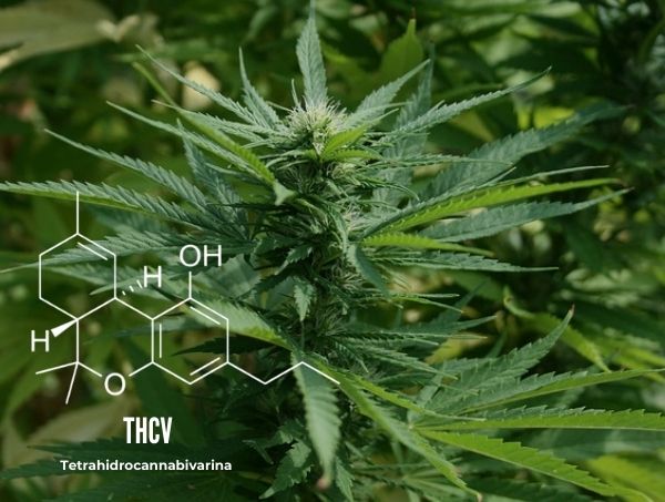 What is THCV? What are its benefits? What is THCV? What are its benefits?