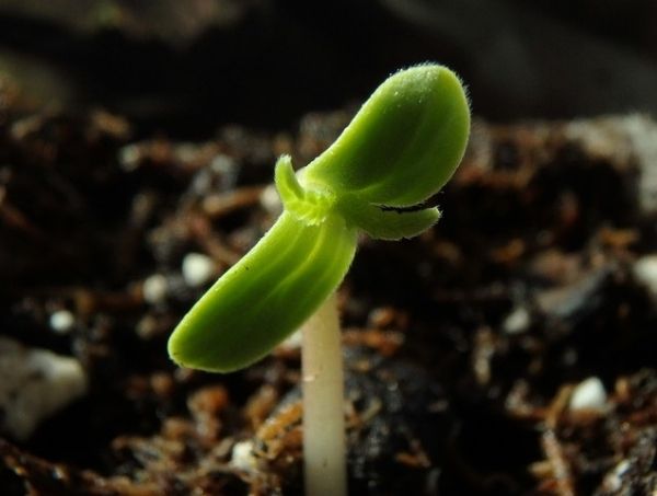 Best growth fertilizers for marijuana plants