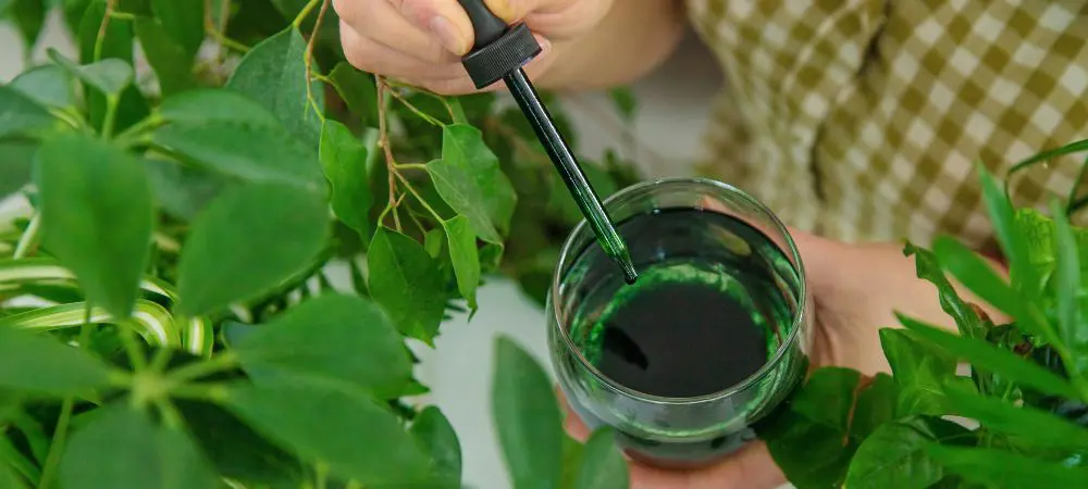 chlorophyll water