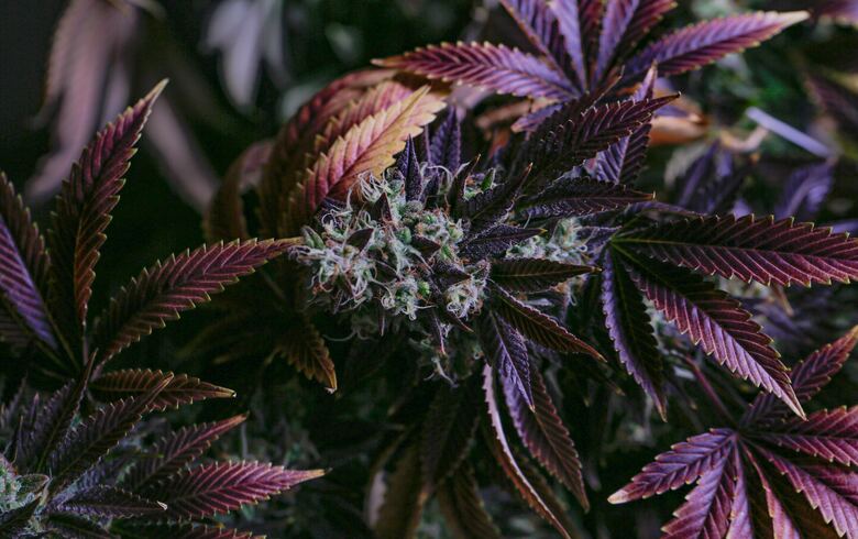 Marijuana with the most THC