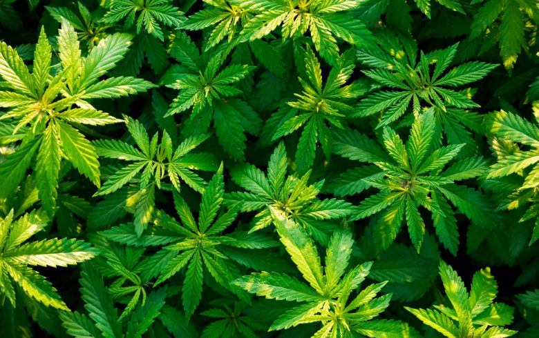 Plantas de marihuana macho y hembra