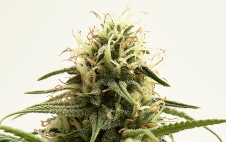AK-47 strain: growing guide, effects, and key facts