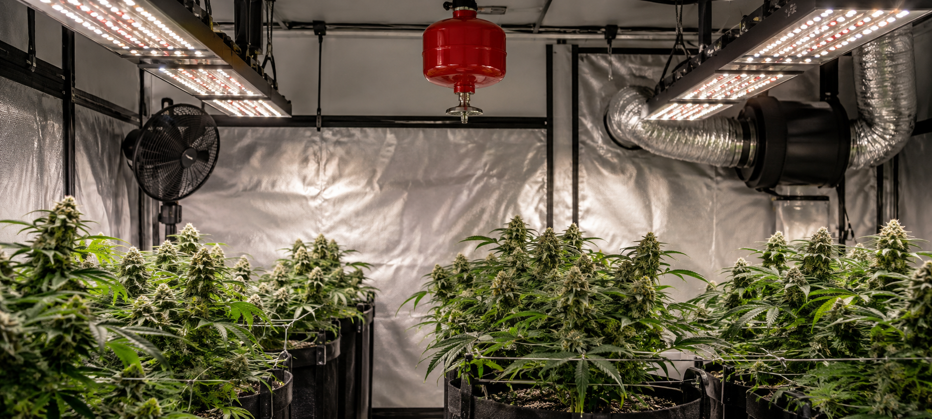 Automatic fire extinguishers for marijuana crops Automatic fire extinguishers for marijuana crops
