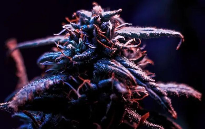 Grow Guides Grow Guides
