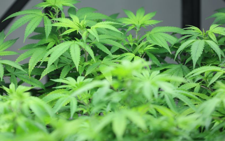 Cannabis news Cannabis news