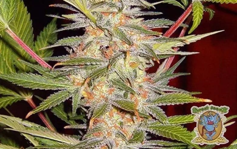 Cannabis news Cannabis news