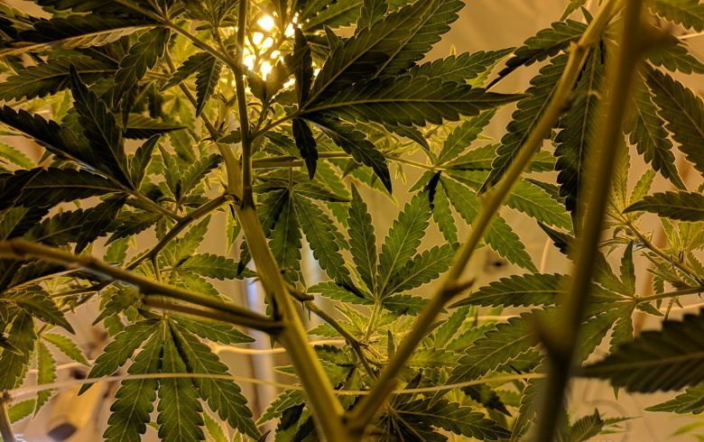 Grow Guides Grow Guides