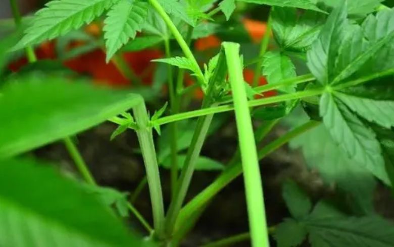 Grow Guides Grow Guides