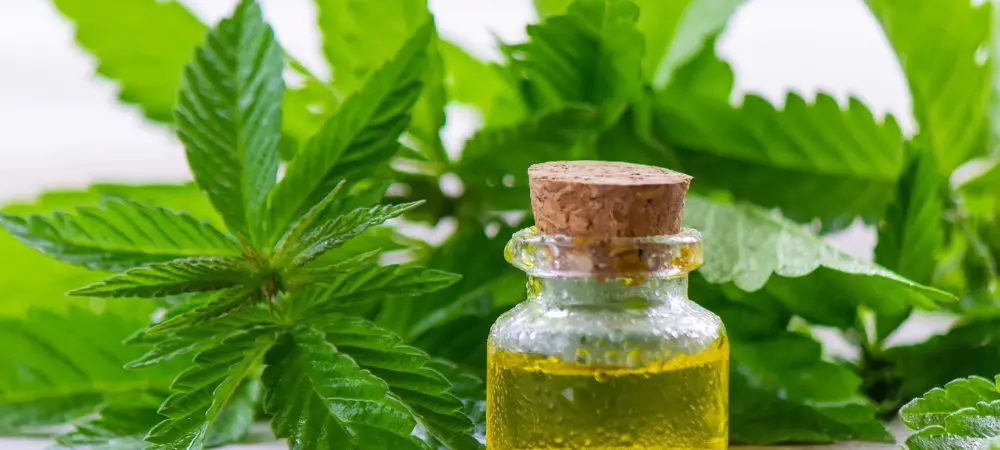 making cannabis oil