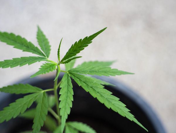 Grow Guides Grow Guides