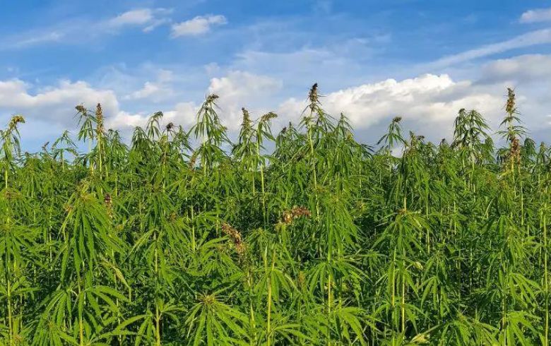 Grow Guides Grow Guides
