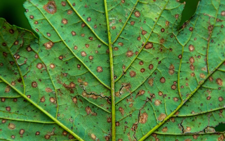 Botrytis treatment step by step