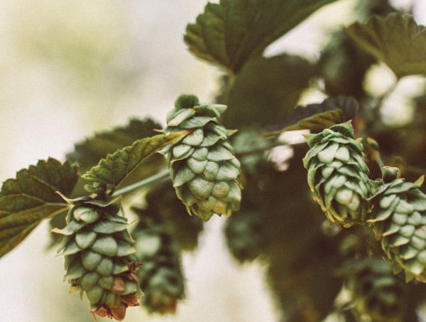 What are the uses and benefits of Humulene? What are the uses and benefits of Humulene?
