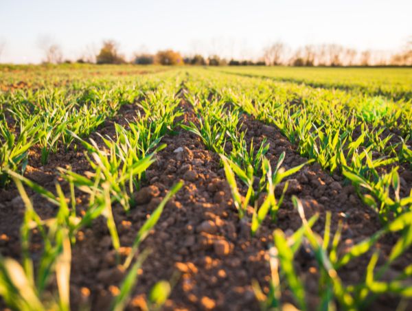 Regenerative agriculture applied to cannabis plants Regenerative agriculture applied to cannabis plants