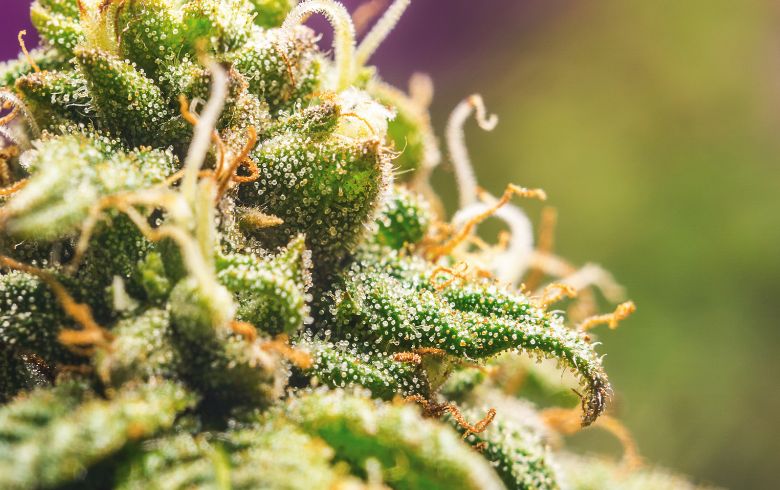 grow bigger buds