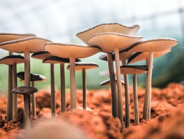 Importance of mycelium in fungus growth Importance of mycelium in fungus growth