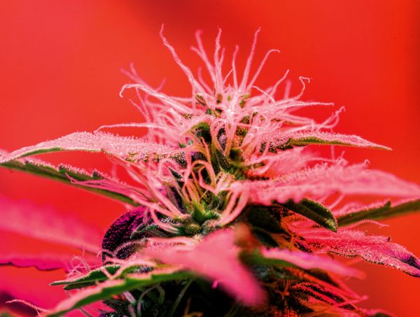 Grow Guides