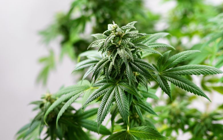 Grow Guides