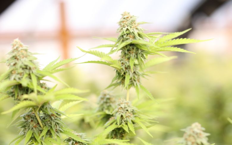 Grow Guides