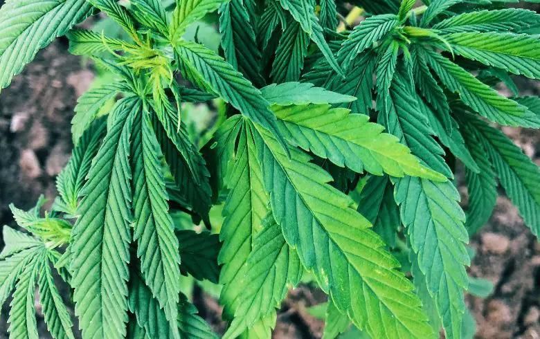Grow Guides