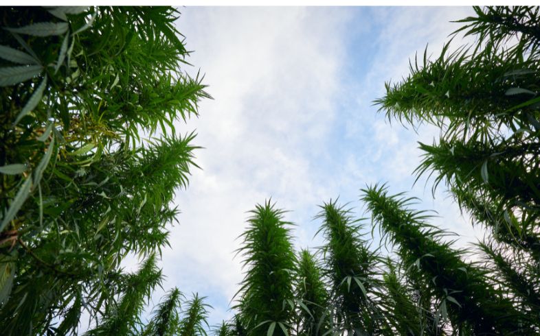 Grow Guides Grow Guides