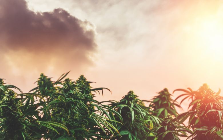 Cannabis news Cannabis news