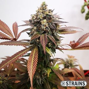 Properties of CBD-rich Cannabis