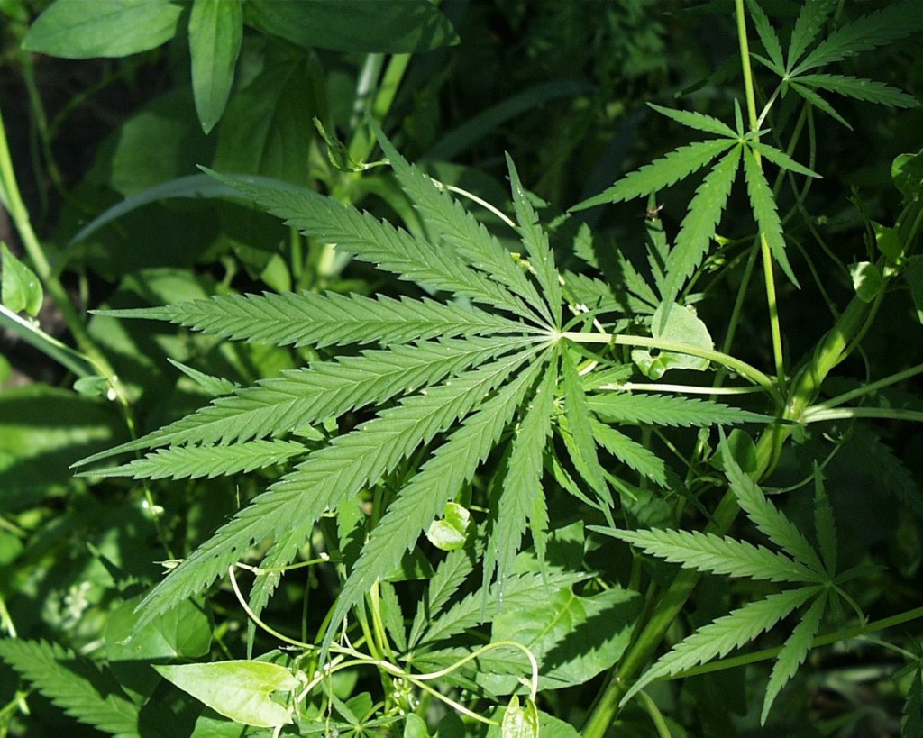 Fruity Cannabis Strains