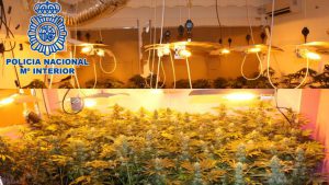 Cannabis news Cannabis news