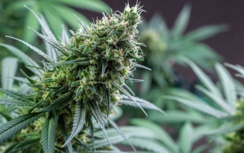 Medical Marijuana Medical Marijuana