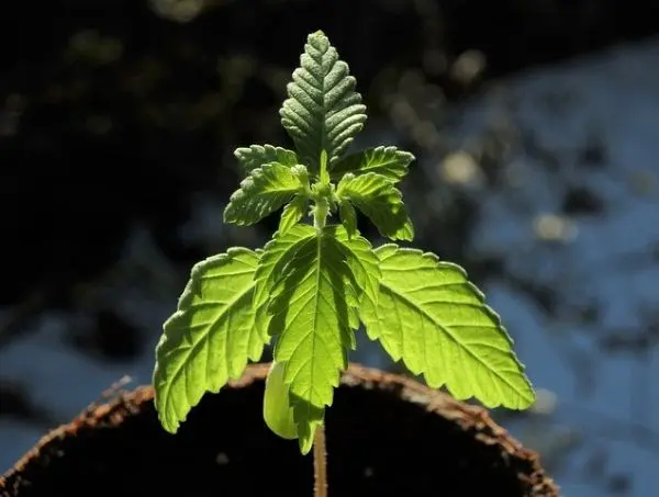 Best Growing Medium for Cannabis Plants