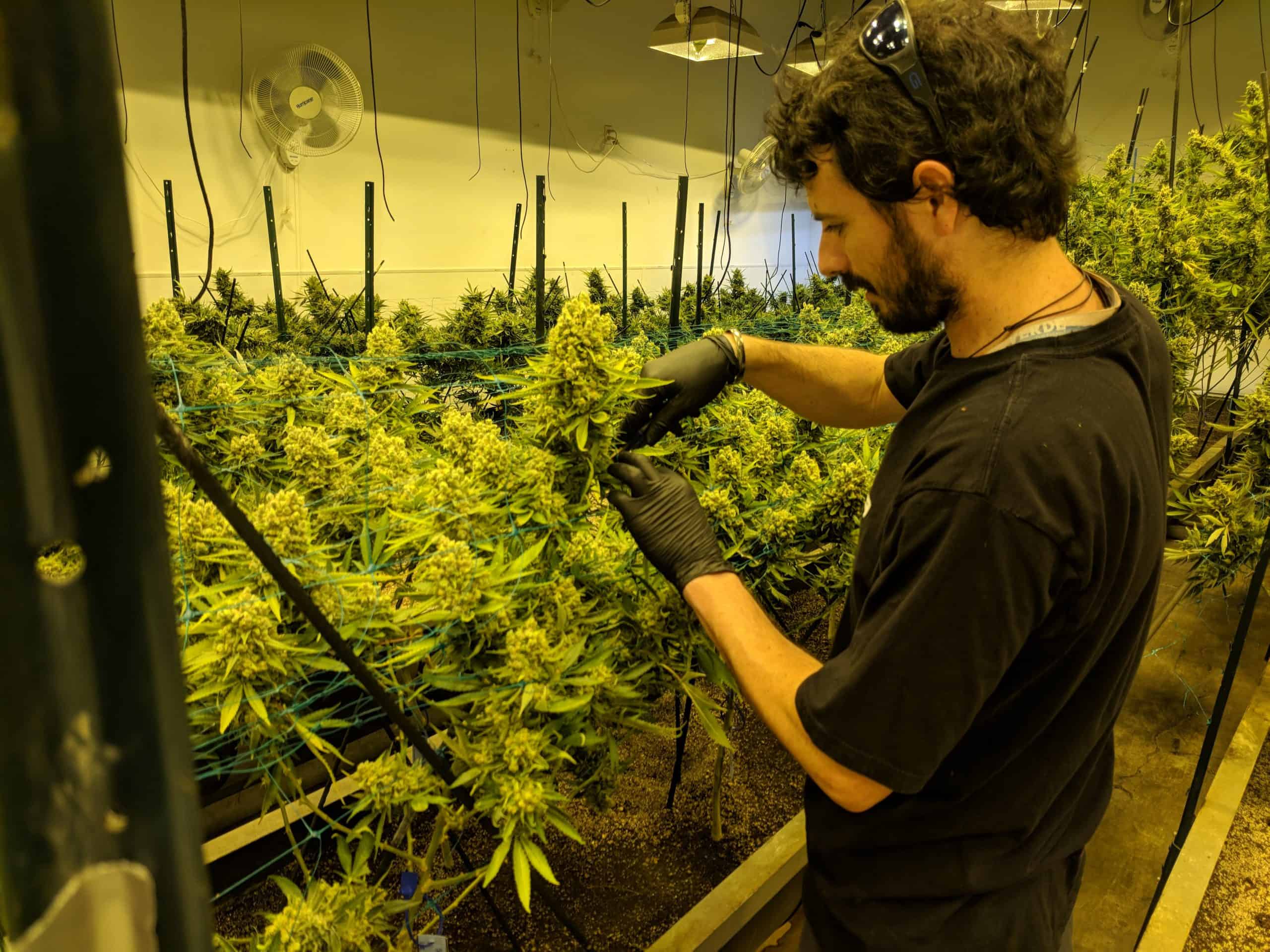 How to Get Into the Cannabis Industry How to Get Into the Cannabis Industry