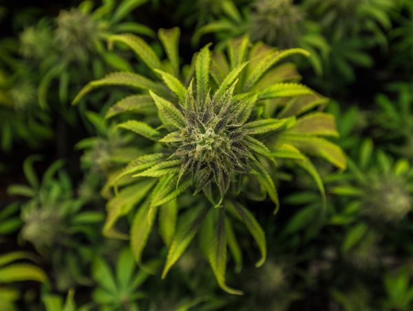 Medical Marijuana Medical Marijuana