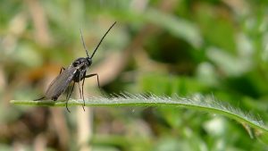 How to get rid of Fungus Gnats How to get rid of Fungus Gnats