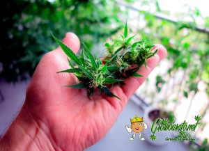 Cannabis news Cannabis news