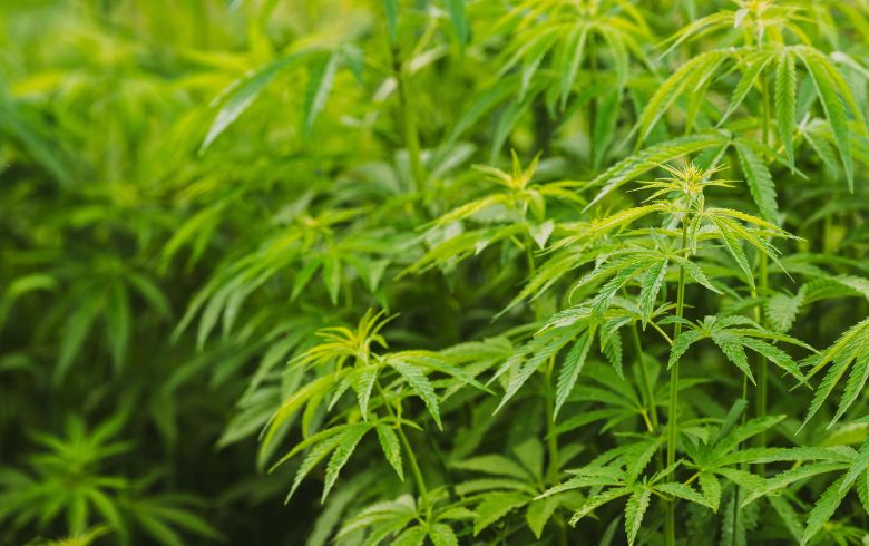Grow Guides