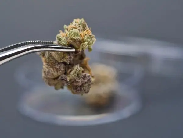 How to rehydrate buds
