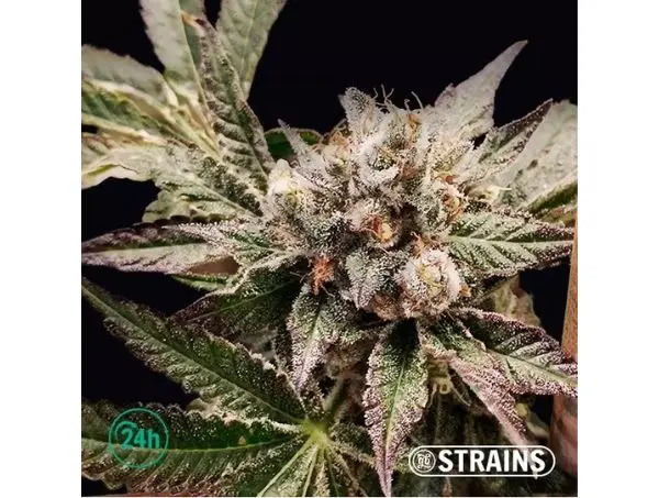 Red Weed Strains: All you need to know about its characteristics