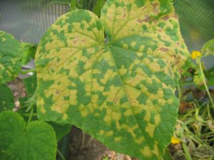 Downy mildew Downy mildew