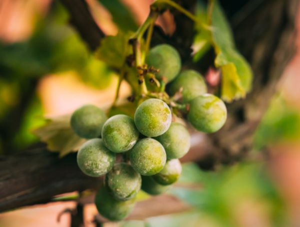 Best fungicide for powdery mildew Best fungicide for powdery mildew