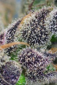 Discover all the CBD-rich varieties from Sweet Seeds® Discover all the CBD-rich varieties from Sweet Seeds®