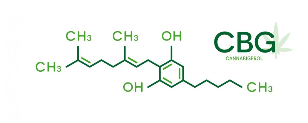 What is cannabigerol (CBG): origin, characteristics and effects What is cannabigerol (CBG): origin, characteristics and effects