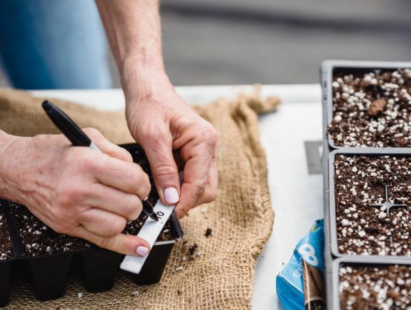 Weed Seedlings Care Guide Weed Seedlings Care Guide