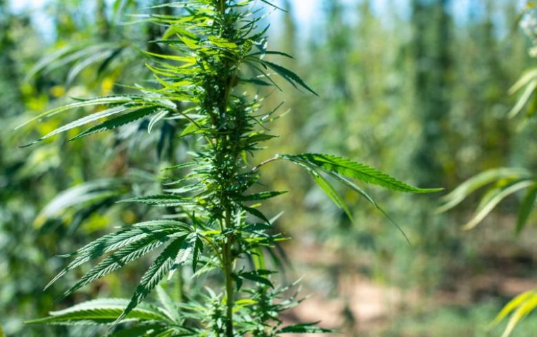 Grow Guides
