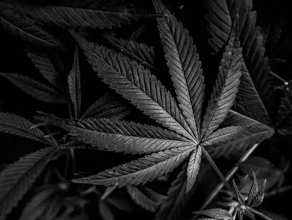 Grow Guides