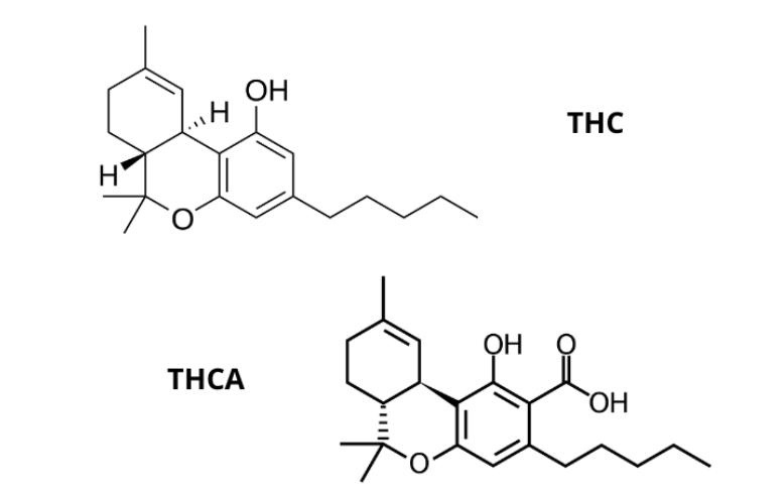 What is the difference between THC and THCA What is the difference between THC and THCA
