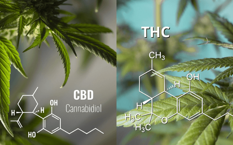 Medical Marijuana Medical Marijuana