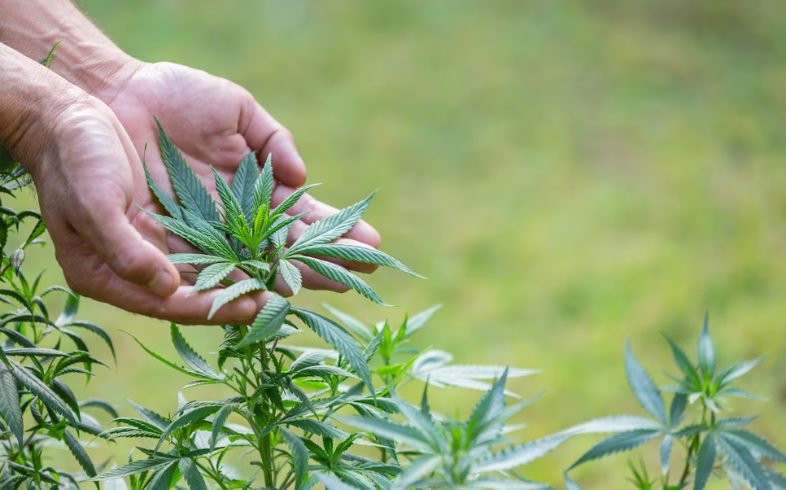 Medical Marijuana Medical Marijuana